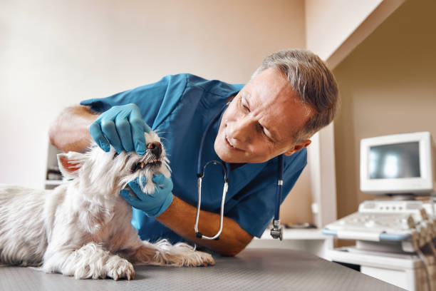 Best Emergency Denture Repair in Pagedale, MO
